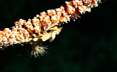 Raja Ampat 2016 - Xenocarcinus tuberculatus - Wire coral crab - Araignee tuberculee - IMG_5010_rc